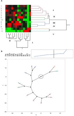 Morphological characterization of Iris hymenospatha and Iris histrio populations in Iran: implications for conservation and breeding